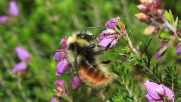 The mountain bumblebee The mountain bumblebee