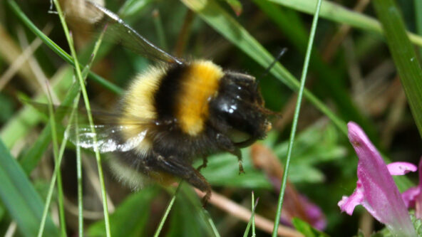 Bumblebee Bumblebee