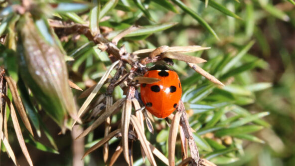 ladybird and juniper gall
