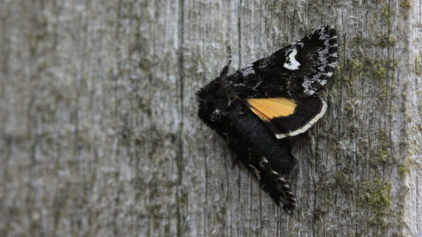 Small dark yellow underwing Small dark yellow underwing
