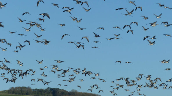 Geese, RSPB Mersehead Geese, RSPB Mersehead