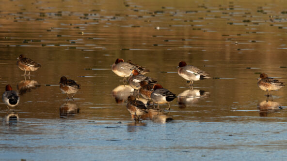 Ducks Ducks