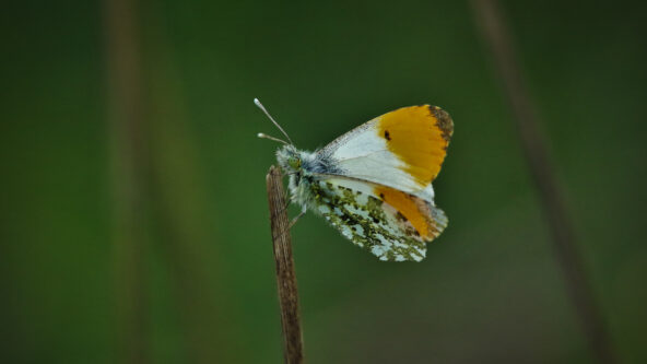 Orange-tip butterfly Orange-tip butterfly