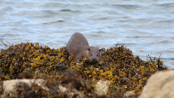 Otter Otter