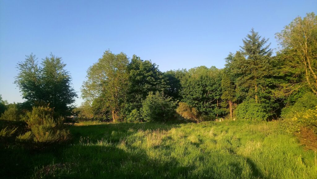 Wooded greenspace that is the current site at the end of Tarbert Drive (credit: Friends of Murieston Trail)