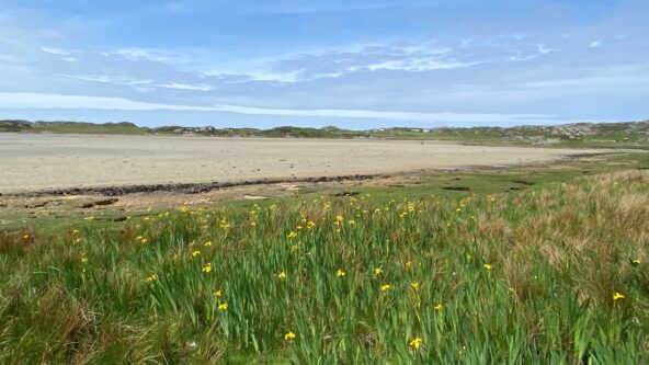 A photo of the beach at The Strand, Colonsay. A beach and grass with wild flowers.