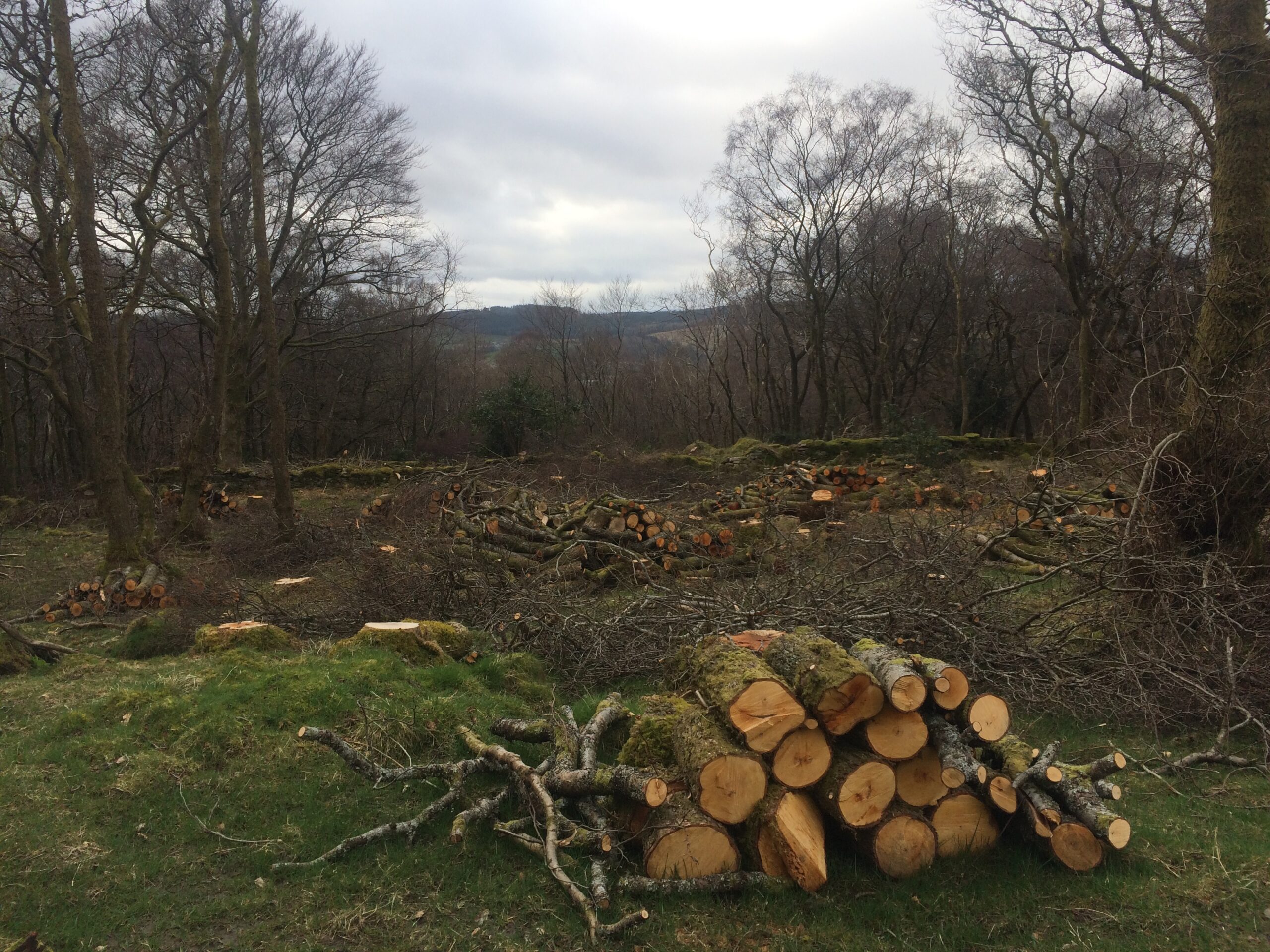 Felled ancient woodland in Scotland.
