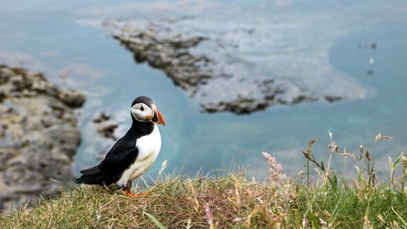 Puffin in front of a seaside cliff.