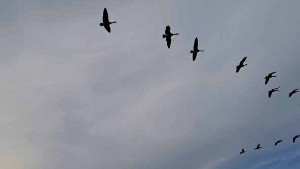Flock of birds in the sky.
