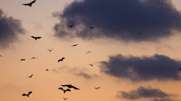 Bats on a night sky.